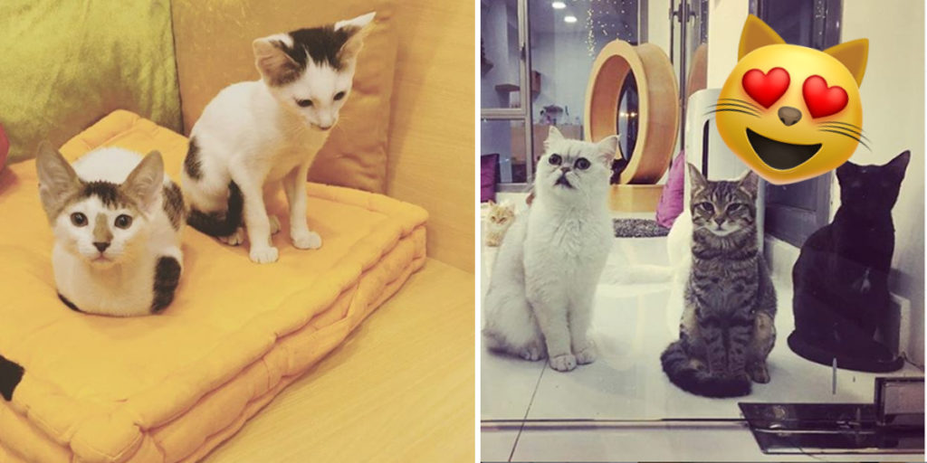 There Is A Cat Cafe in Adliya And It’s Purrfect