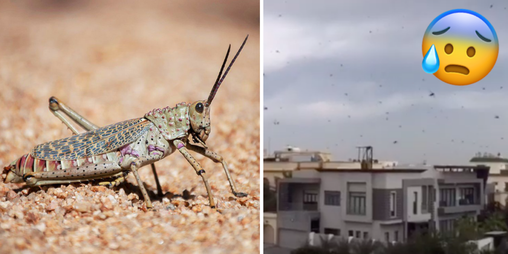 Millions Of Locusts Migrated Over Bahrain This Weekend And People Were Freaking Out Over The Sight