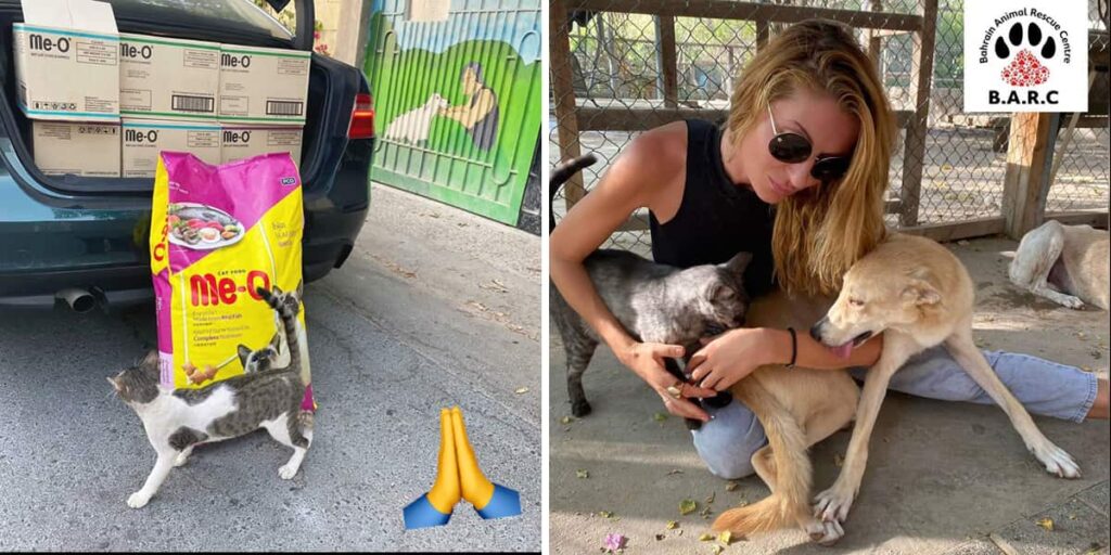 6 Ways You Can Help BARC Save Animals In Bahrain