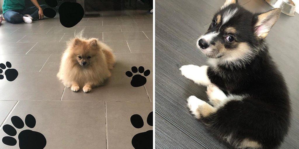 This Dog Cafe Has Reopened And We’re Having Puppy Fever