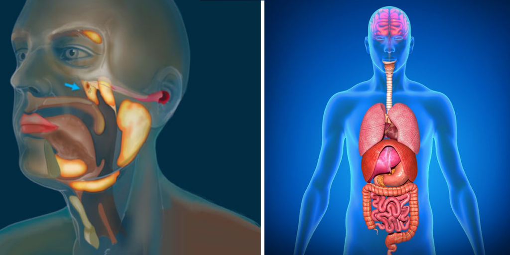 Did Scientists Just Discover A New Organ In The Human Body?
