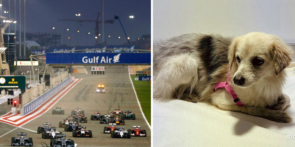 The Cutest Update About The Dog That Ran Across The Bahrain F1 Track