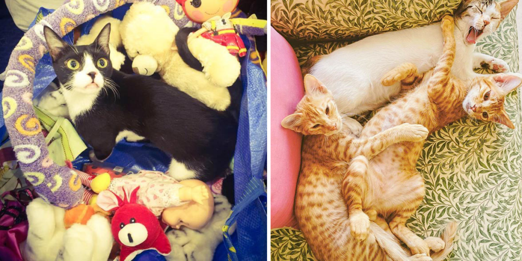 This Cat Rescue Is Hosting A Garage Sale To Raise Funds This Weekend