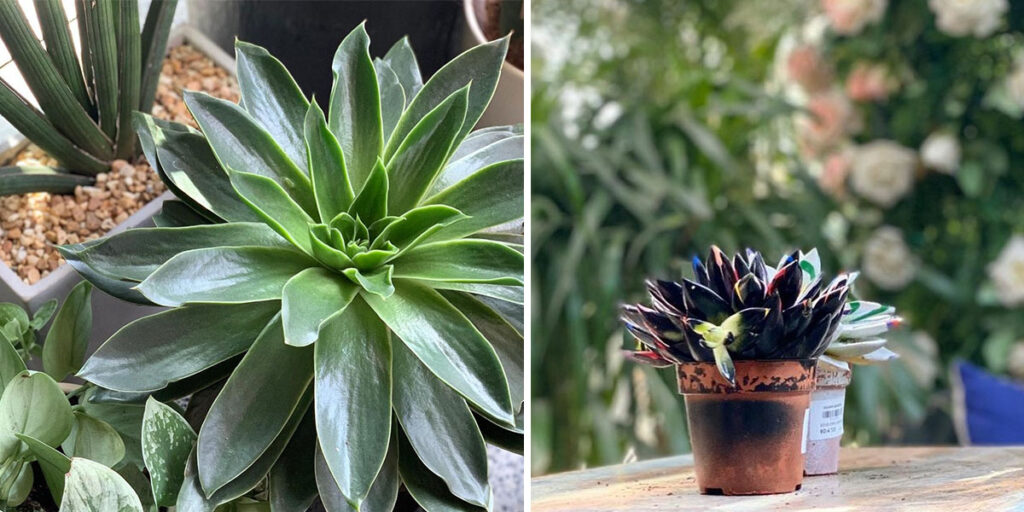 5 Places To Get the Plants That Will Instantly Transform Your Space