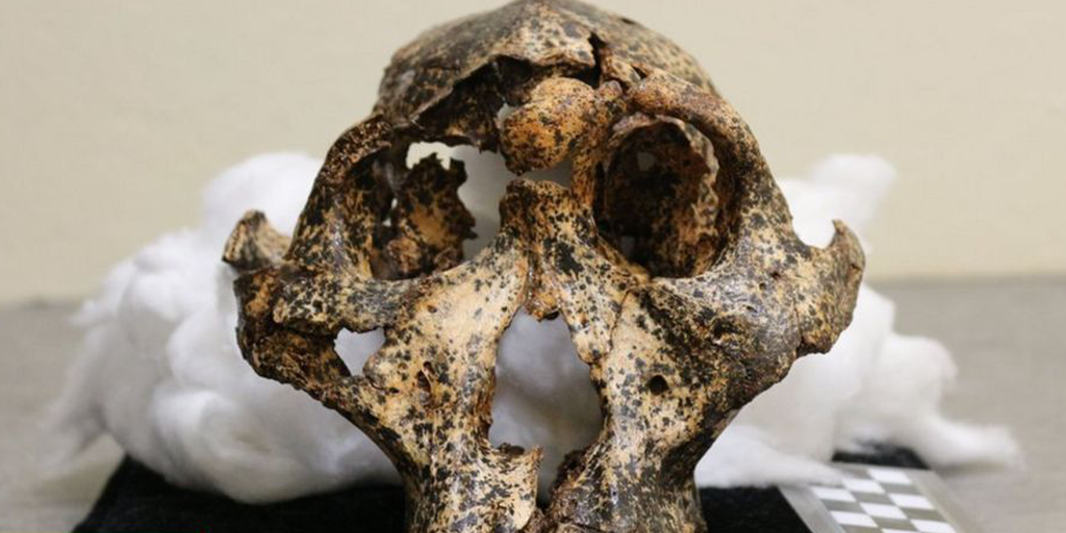 Самый древний череп человека. Череп человека 2 миллиона лет назад.