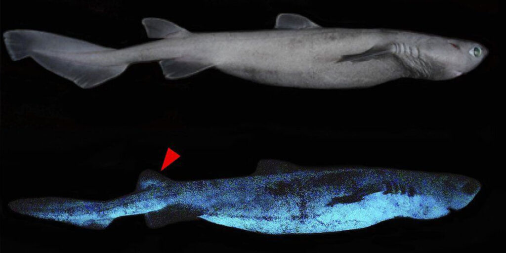The Weirdest 2021 Discovery Yet? Check Out The First Pics Of Glow In The Dark Sharks