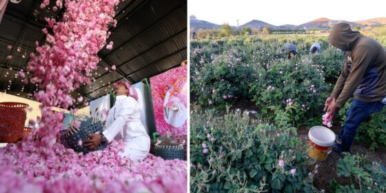 It’s Harvest Season in Saudi’s ‘City of Roses’ & You Need to See What It Looks Like
