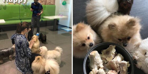 If You Haven’t Already, You Gotta Check Out This Dog Cafe In Budaiya