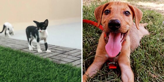 Here are 10 Furry Friends You Can Adopt in Bahrain Right Now