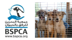 BSPCA and dogs