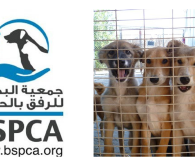 BSPCA and dogs