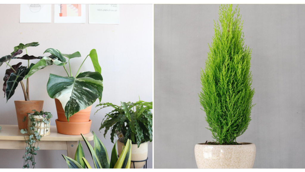 Give a Green Spin to Your Space With Plants From These 5 Spots in