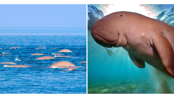 The Largest Groups of Dugongs Have Been Discovered in Bahrain’s Territorial Waters!