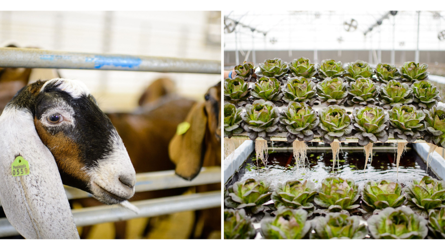 Shop Local! This Organic Farm in Bahrain Is Making Healthy Eating Super Easy Local Bahrain