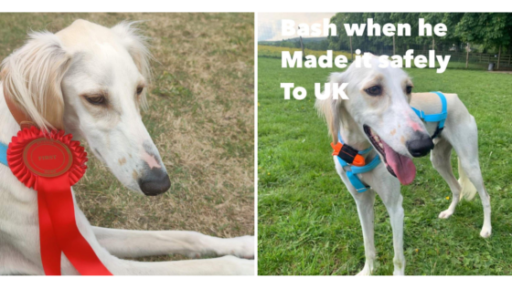 A Saluki Rescued by This Local Organization Just Came in First at a Dog Show in the UK