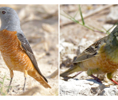 birdsofbahrain birds in bahrain photography