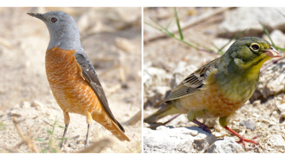 This Bahrain-based Photographer Captures Amazing Shots of Various Birds on the Island