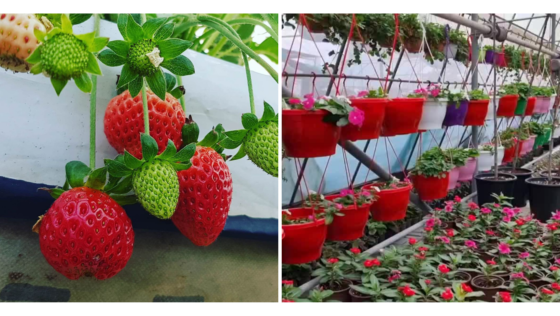 Enjoy the Weather and Pick Fresh Strawberries at This Garden in Malkiya