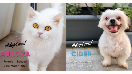 Calling Animal Lovers! Here’s How You Can Support Our Little Furry Friends in Bahrain