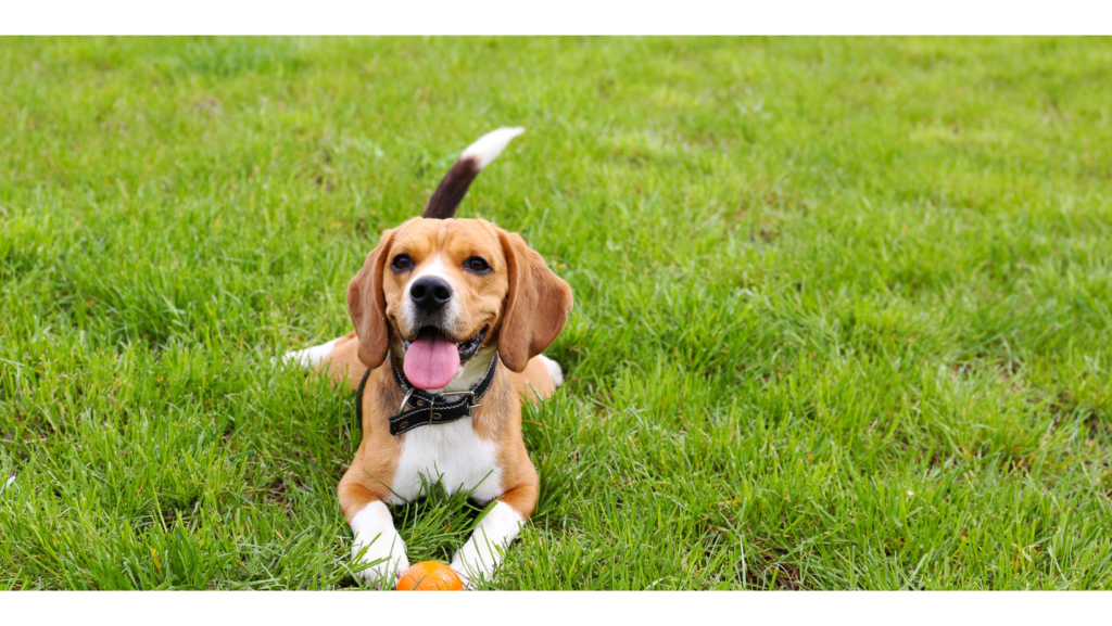 Bahrain Is Getting a Pet Park With a Shelter to House 5000 Stray Dogs