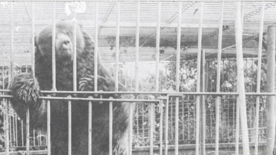 Did You Know That the First Bear to Arrive in the GCC Was the Manama Bear in 1932?