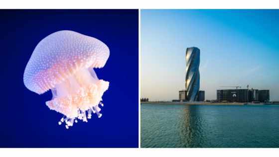 Beware! Jellyfish Season in Bahrain Is Starting Soon & Here’s How You Can Stay Safe